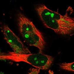 Sec8 Antibody, Novus Biologicals:Antibodies:Primary Antibodies